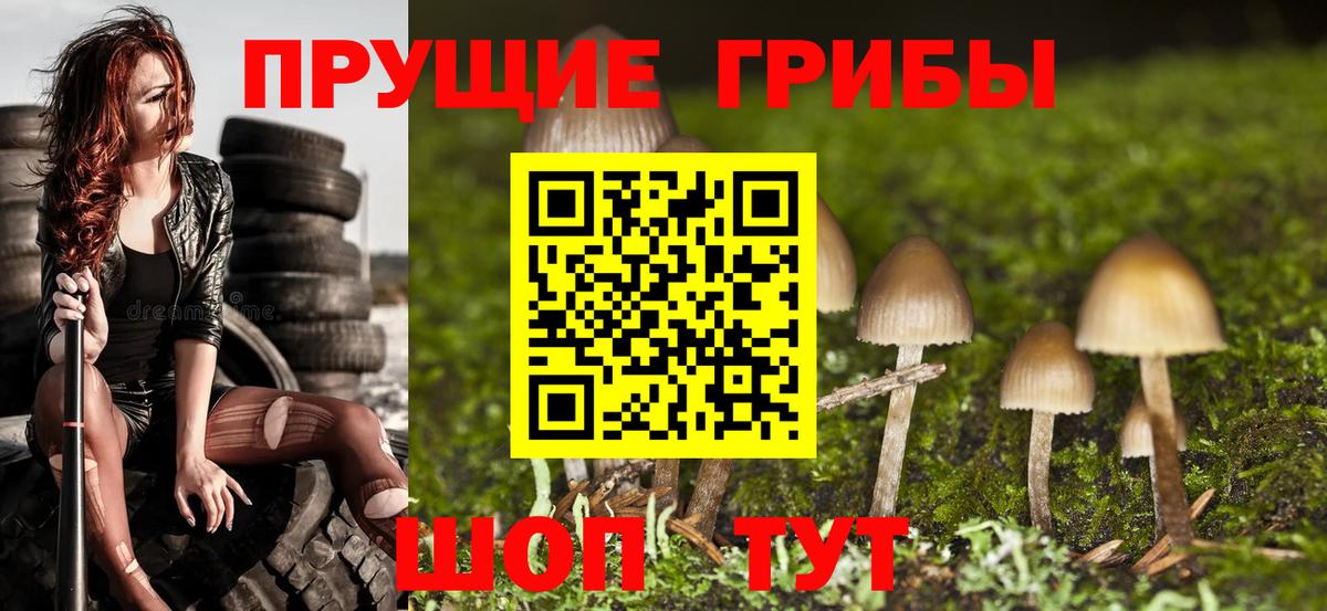 Галлюциногенные грибы Psilocybine cubensis Камышлов